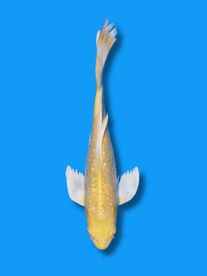 Butterfly Doitsu Yamabuki | Koi&Co.